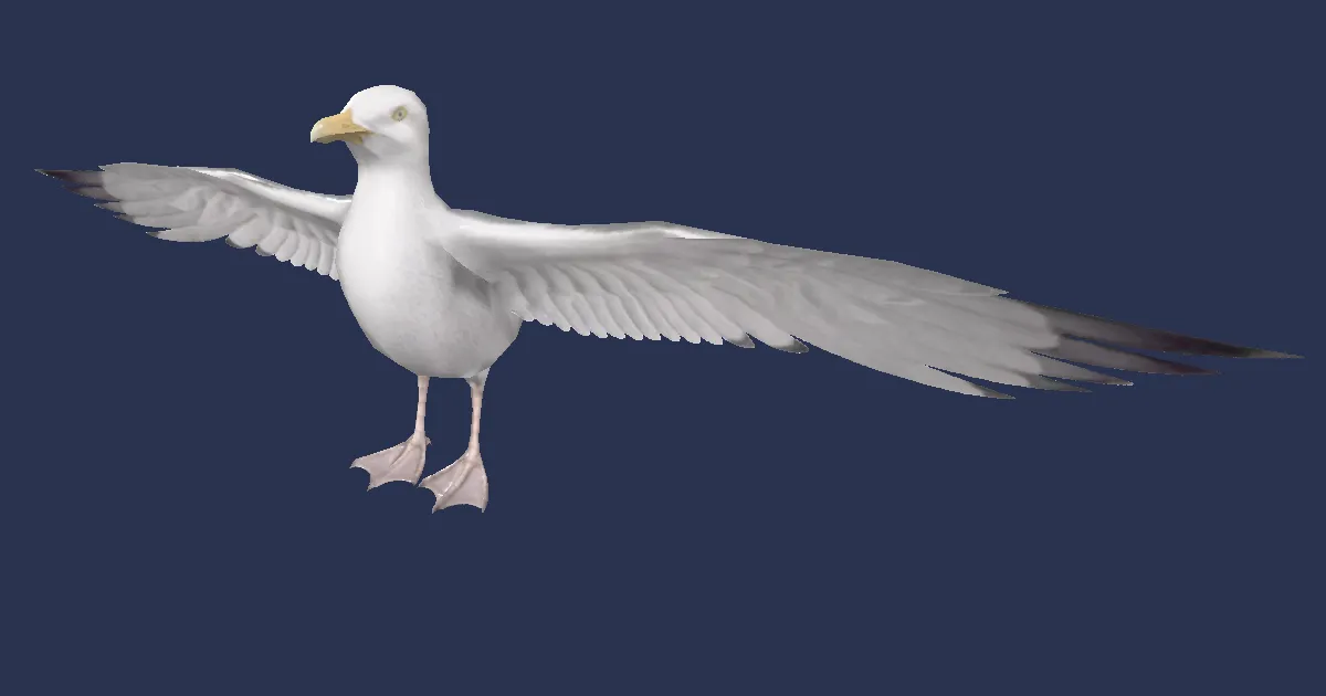 Möwe in 3D
